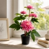 DALIA W DONICZCE 53CM